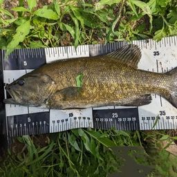 スモールマウスバス