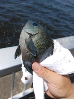 メジナの釣果