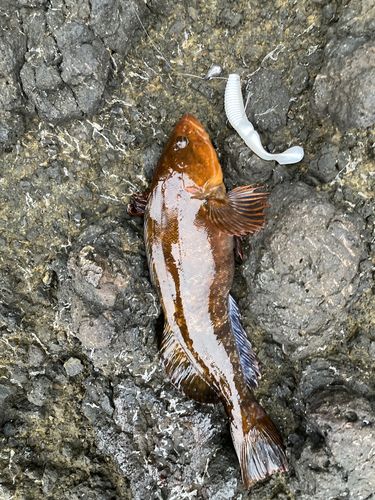 アイナメの釣果