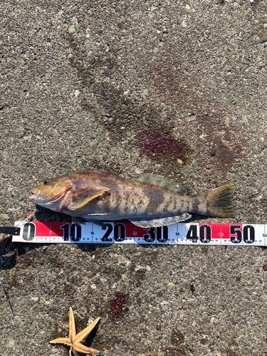 アイナメの釣果