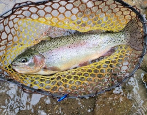 ニジマスの釣果