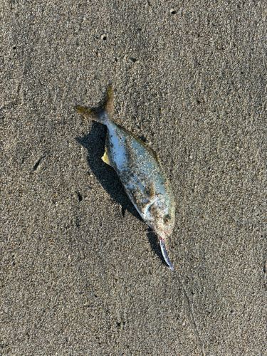 ショゴの釣果