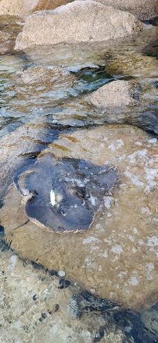 アカエイの釣果