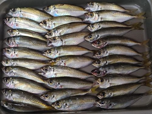 アジの釣果