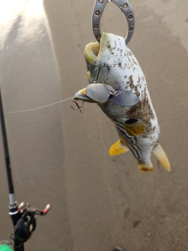 クサフグの釣果