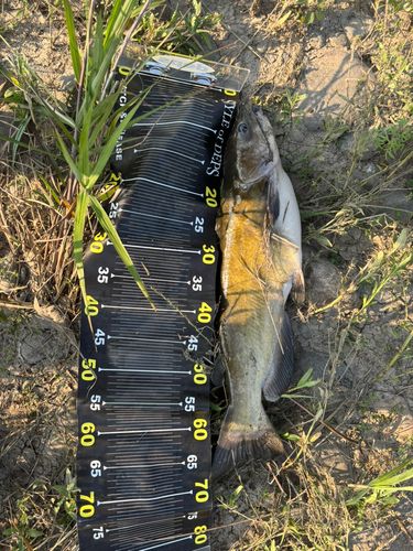 アメリカンキャットフィッシュの釣果