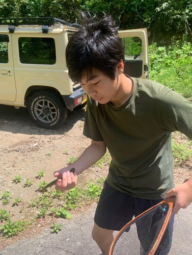 ヤマトイワナの釣果