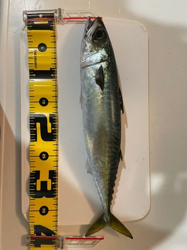 サバの釣果
