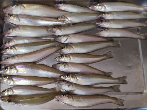 キスの釣果