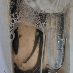 ウナギ