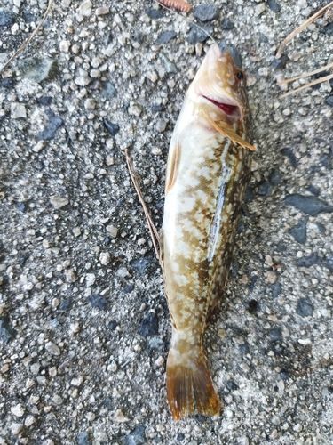 キュウリウオの釣果