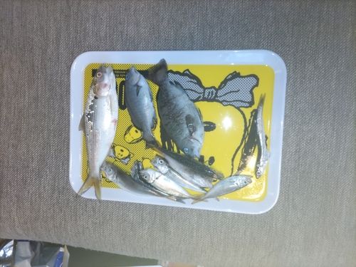 ヘダイの釣果