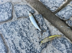 アユの釣果