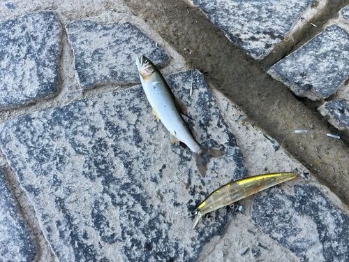 アユの釣果