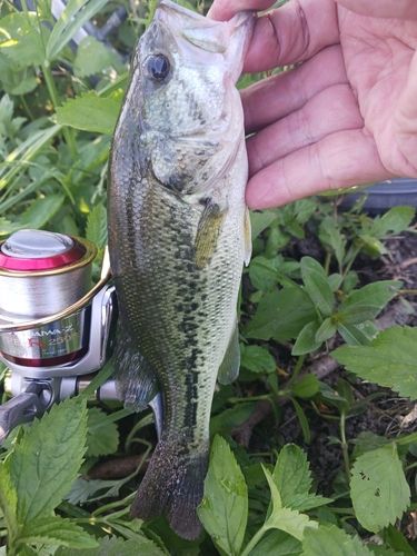 ラージマウスバスの釣果