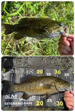 スモールマウスバスの釣果