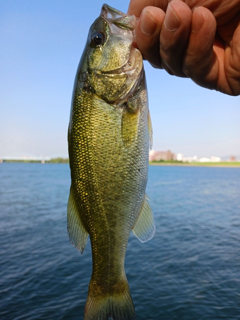 ラージマウスバス