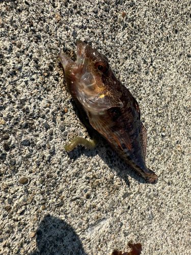 アナハゼの釣果