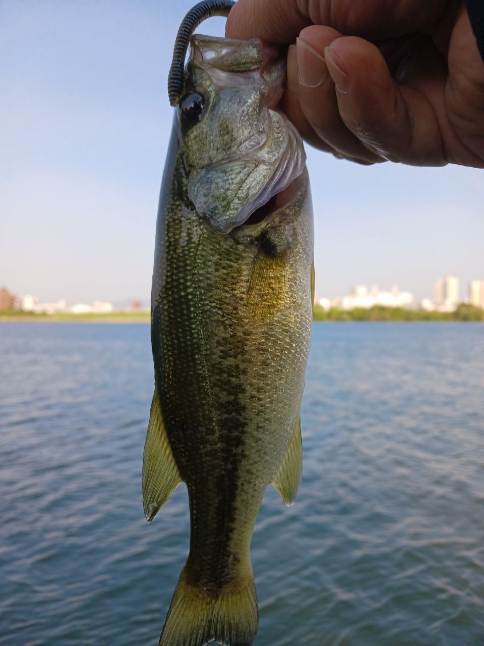 ラージマウスバス