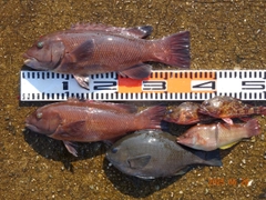 コブダイの釣果