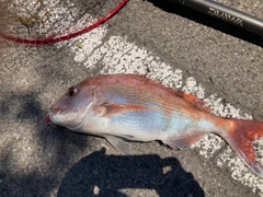 タイの釣果