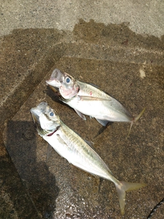 マアジの釣果