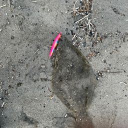 ヒラメ