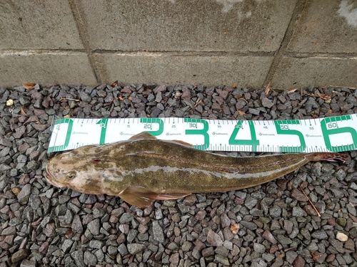 マゴチの釣果