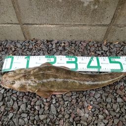 マゴチ