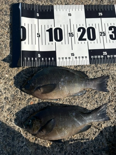グレの釣果