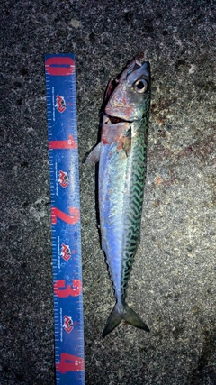サバの釣果
