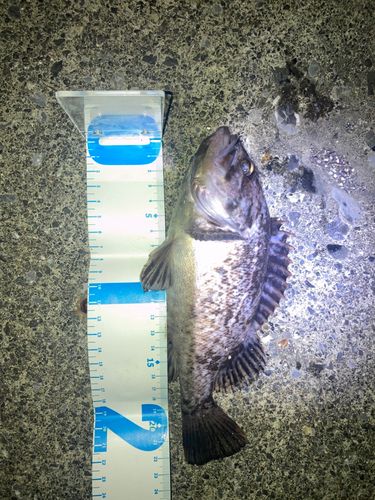 ソイの釣果