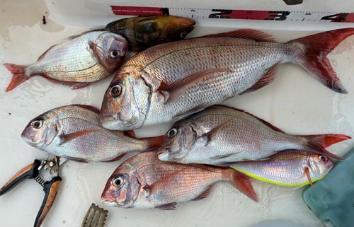 マダイの釣果