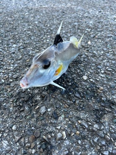 ギマの釣果