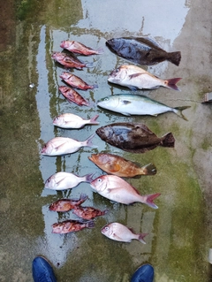 ヒラメの釣果
