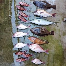 ヒラメ