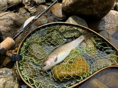 イワナの釣果