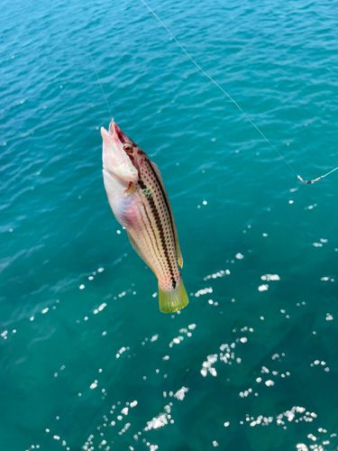 ベラの釣果