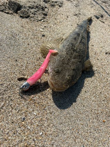 マゴチの釣果