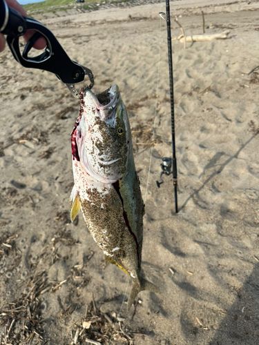 ワラサの釣果