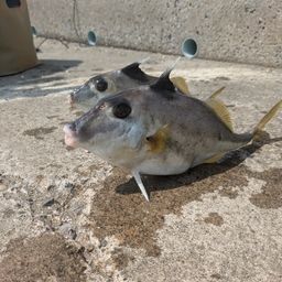 ギマ