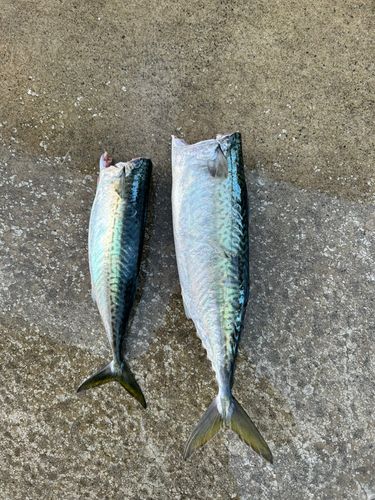 サバの釣果