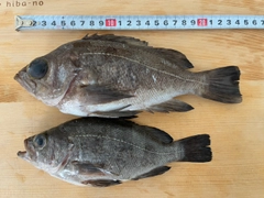 シロメバルの釣果