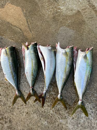 ハマチの釣果