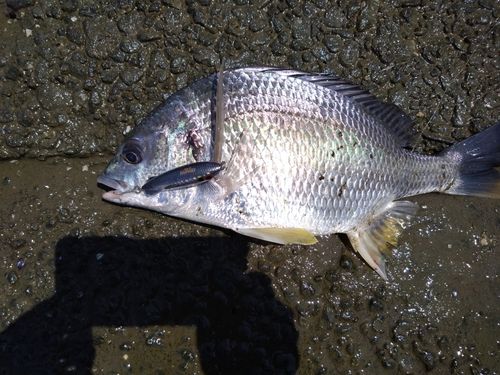 キビレの釣果
