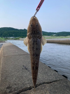 マゴチの釣果