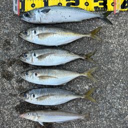 アジ