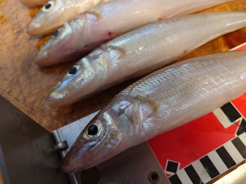 キスの釣果