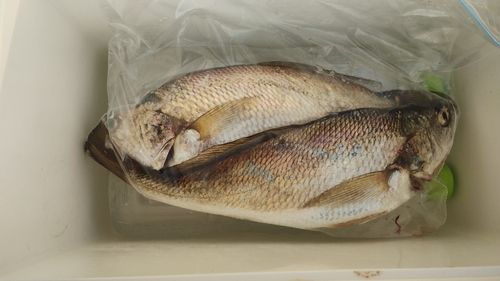 イシモチの釣果