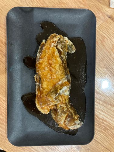キジハタの釣果